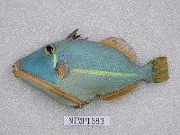 藏品(黃紋鼓氣鱗魨)的圖片